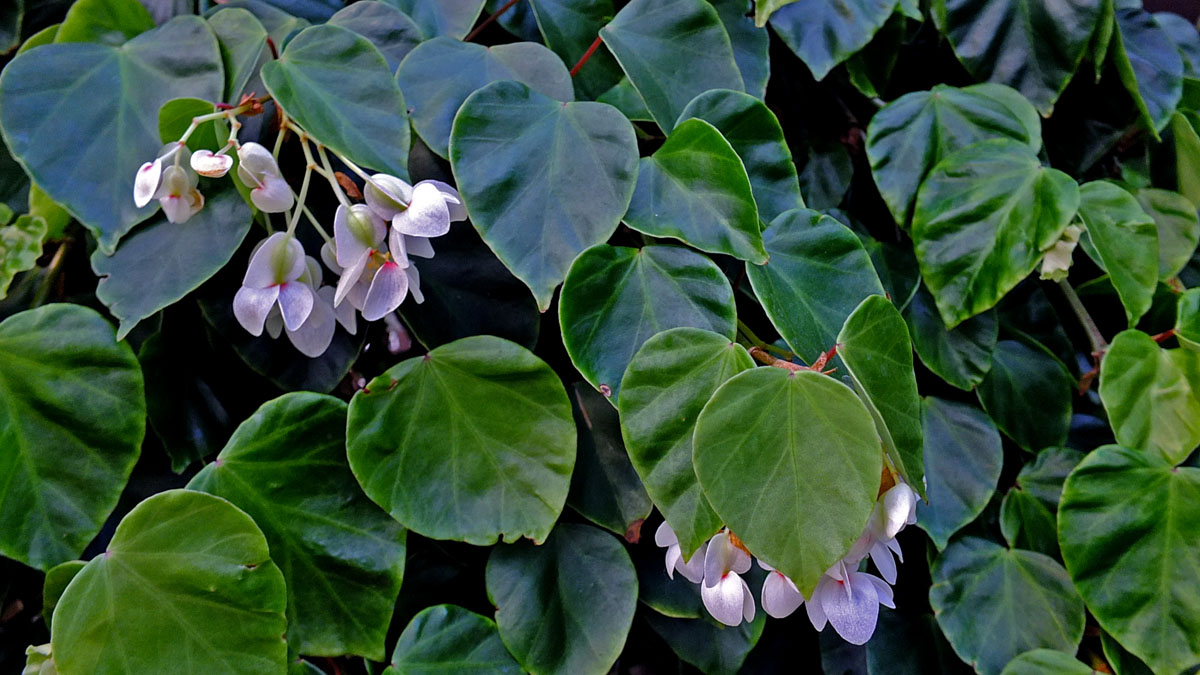 B. integerrima